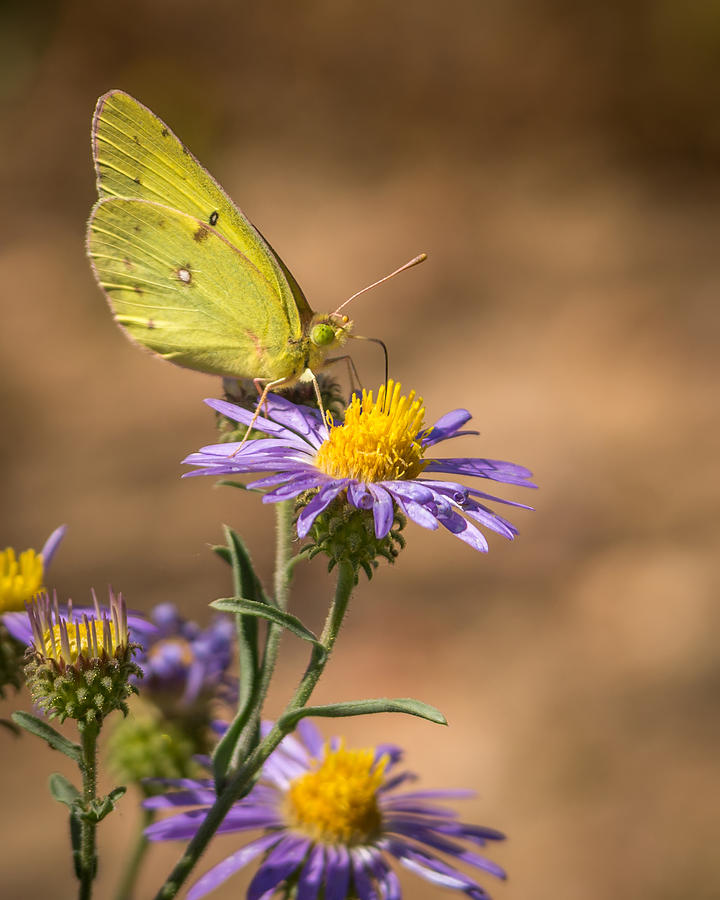 Clouded Sulphur Butterfly 3 Photograph by Ernest Echols