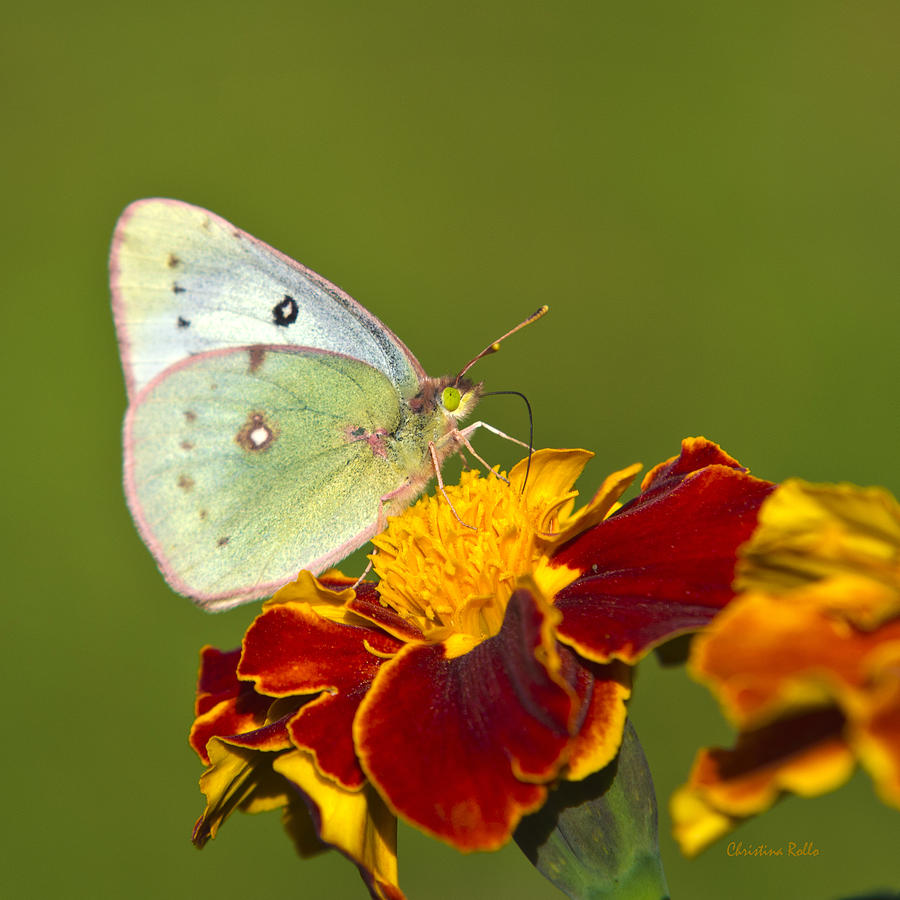 Clouded Sulphur Butterfly Photograph by Christina Rollo