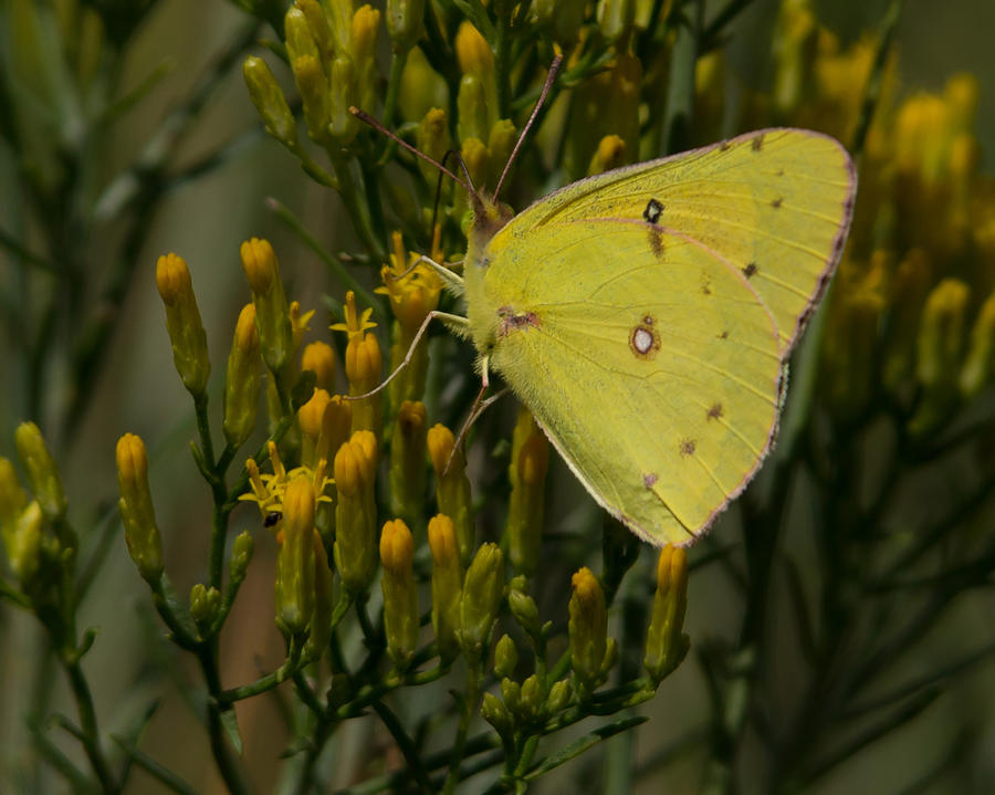 Clouded Sulphur Butterfly Photograph by Ernest Echols