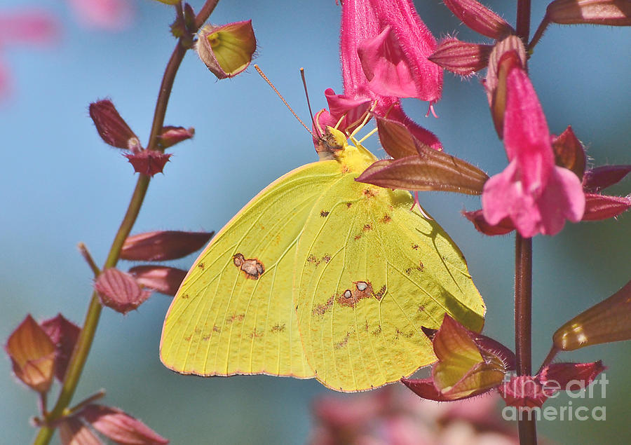 Clouded Sulphur Butterfly Photograph by Kathy Baccari