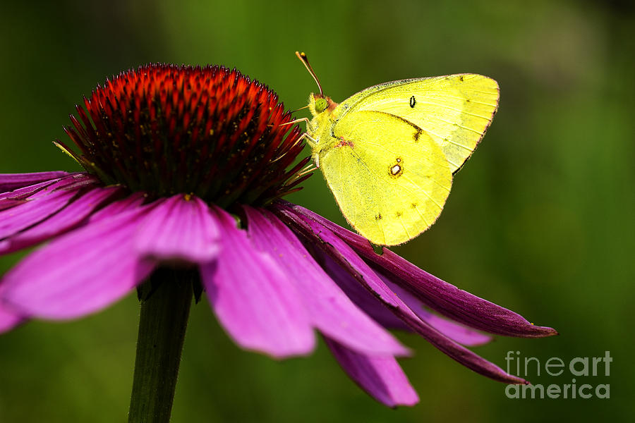 Clouded Sulphur on Echinacea Photograph by Thomas R Fletcher