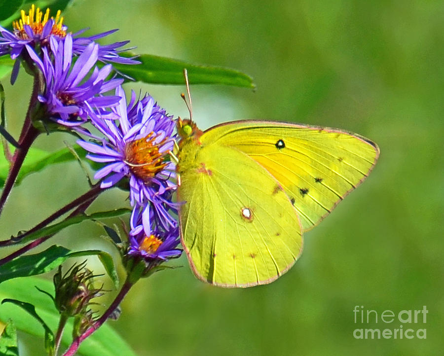 Clouded Sulphur Photograph by Rodney Campbell