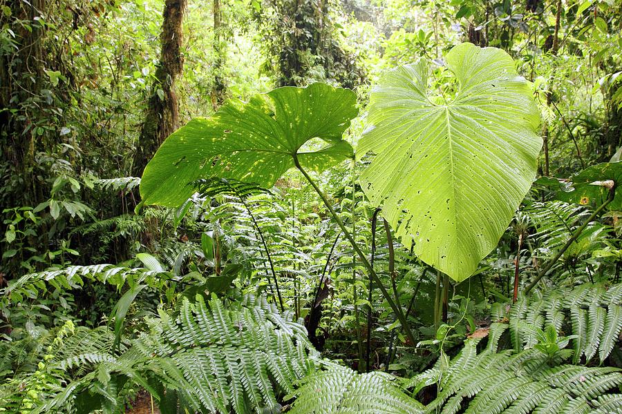 Cloudforest Plants Photograph by Dr Morley Read/science Photo Library ...