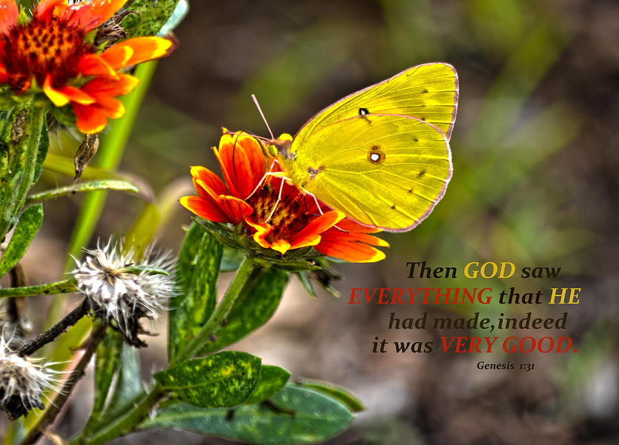 Butterfly Photograph - Cloudless Sulphur Butterfly And Scripture by Sandi OReilly