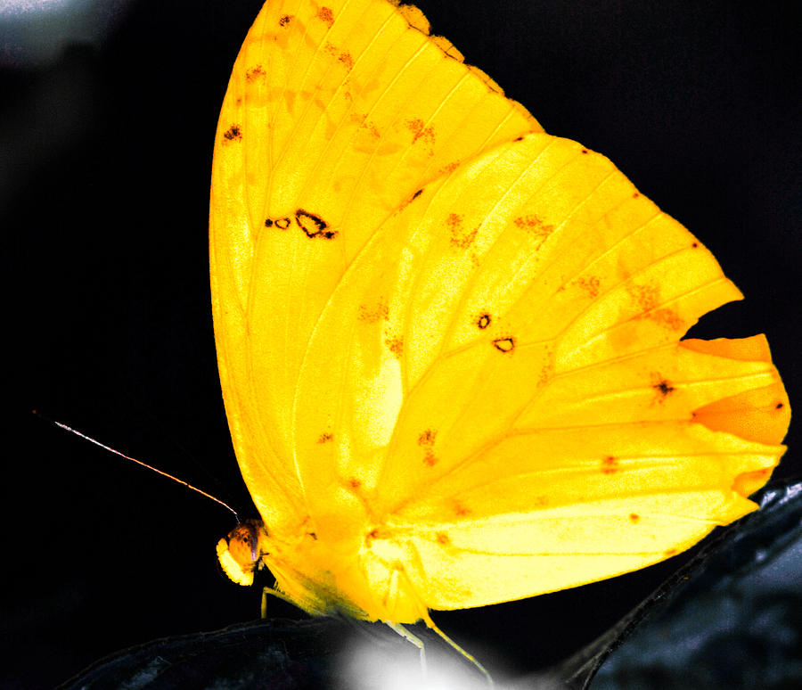 Butterfly Photograph - Cloudless Sulphur Butterfly by Optical Playground By MP Ray