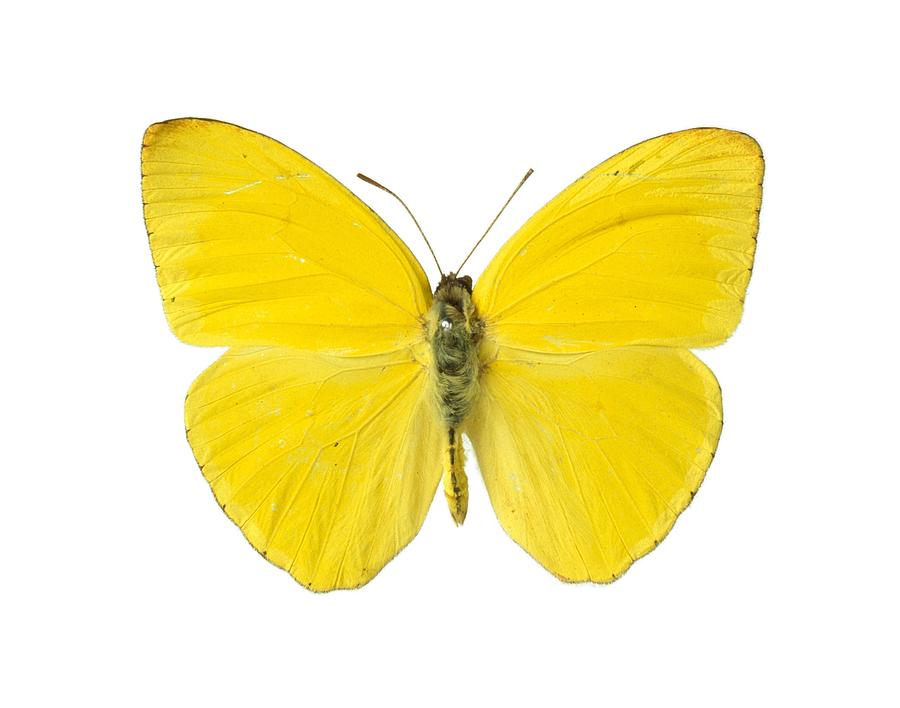 Cloudless sulphur butterfly Photograph by Science Photo Library