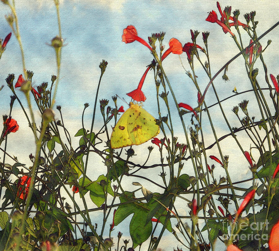 Flower Digital Art - Cloudless Sulphur on a wild morning-glory by Kim Pate
