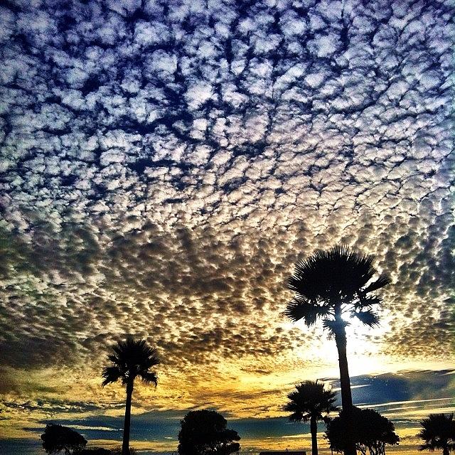 Sunset Photograph - #cloudporn And #palmtrees Beautiful by Tristan Thames