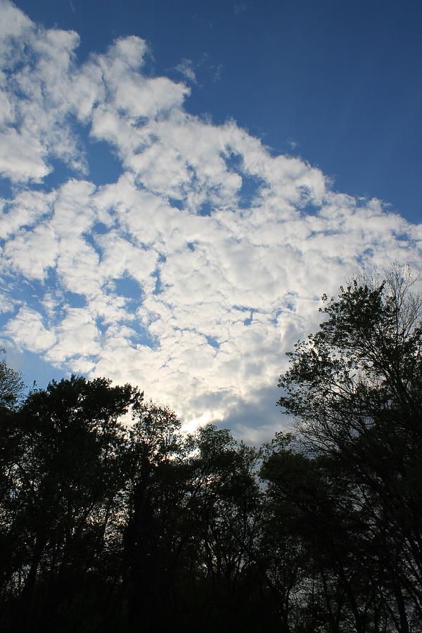 Clouds Above the Trees Photograph by Mary Koval - Fine Art America