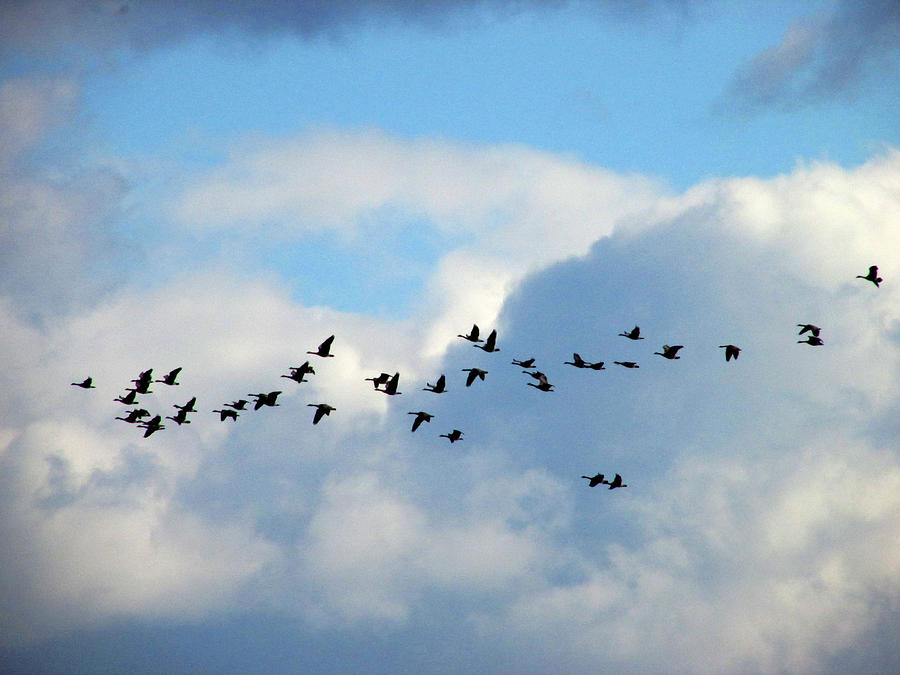 Clouds and Migration Photograph by Kimberly Mackowski