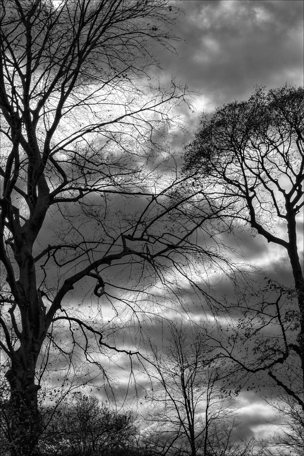 Clouds and Trees 1 Photograph by Robert Ullmann