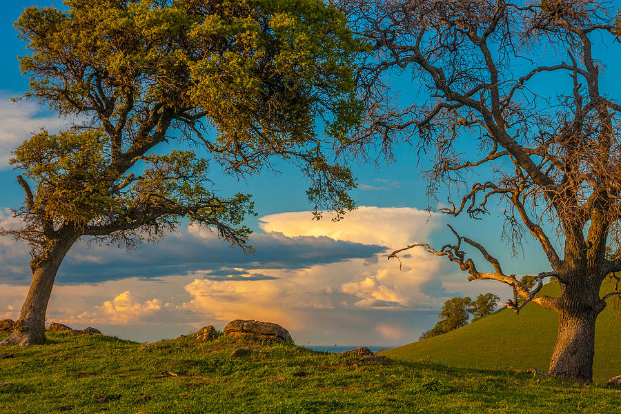 Tree Photograph - Clouds Between Trees by Marc Crumpler