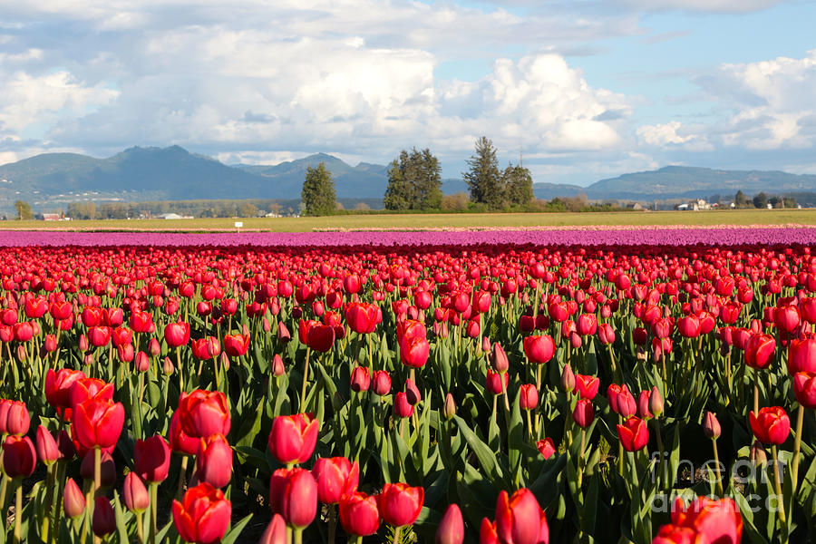 Clouds Mountains and Tulips Photograph by Carol Groenen