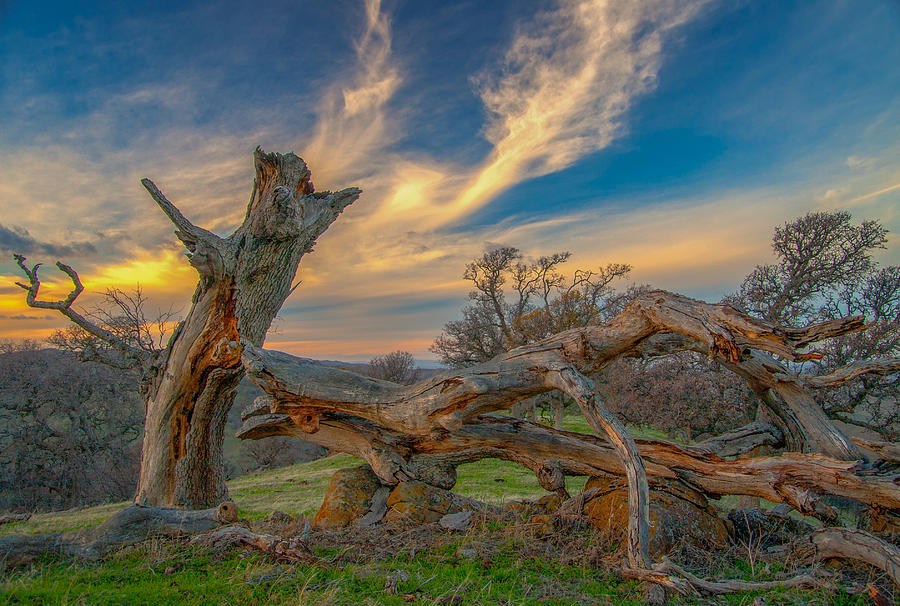 Clouds Over Broken Tree At Sunset Photograph by Marc Crumpler