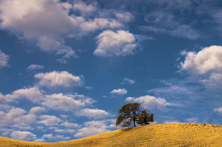 Clouds Over Lone Tree Photograph by Marc Crumpler
