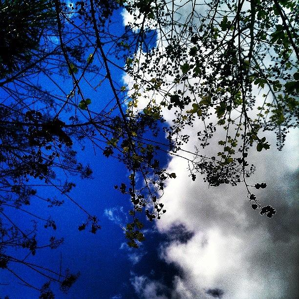 Tree Photograph - #clouds #sky #trees #bluesky by Rebecca De La Cruz