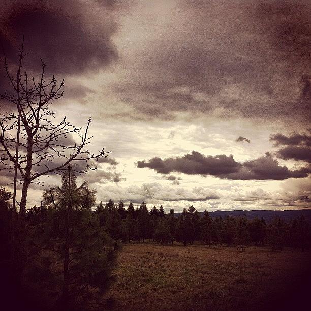 Tree Photograph - #clouds #stormclouds #trees #skyscape by Karen Clarke