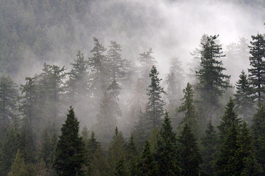 Clouds swirl around the treetops in Belcarra Regional Park Photograph by Michael Russell