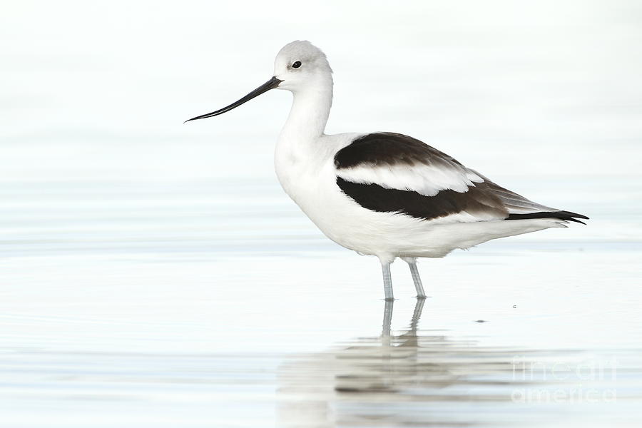Cloudy day Avocet Photograph by Bryan Keil