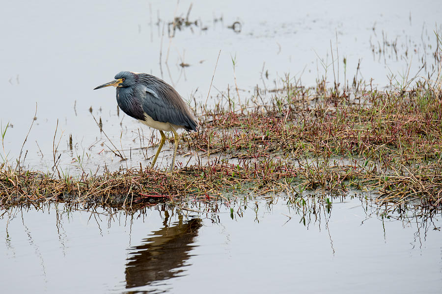 Nature Photograph - Cloudy Day Green Heron by Michael Gooch
