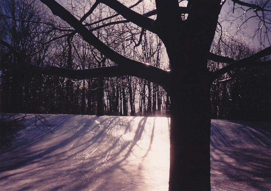 Clove Lakes Park in Winter Photograph by Glenn Scano