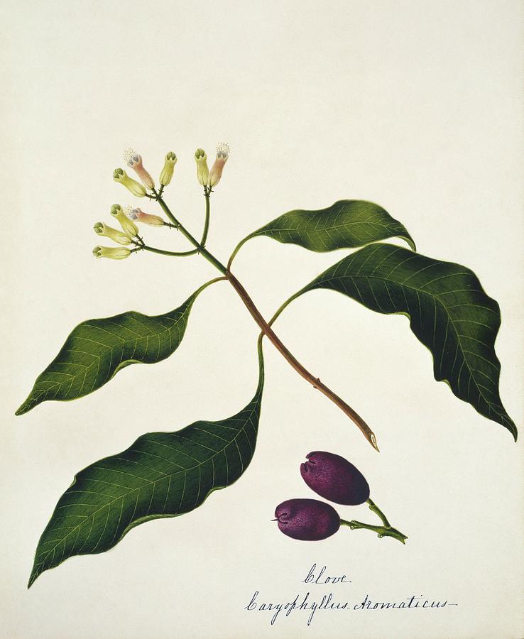 Clove Plant Flowers And Fruit Photograph by Natural History Museum, London/science Photo Library