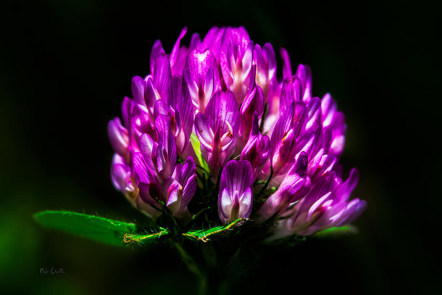 Flower Photograph - Clover Flower by Bob Orsillo
