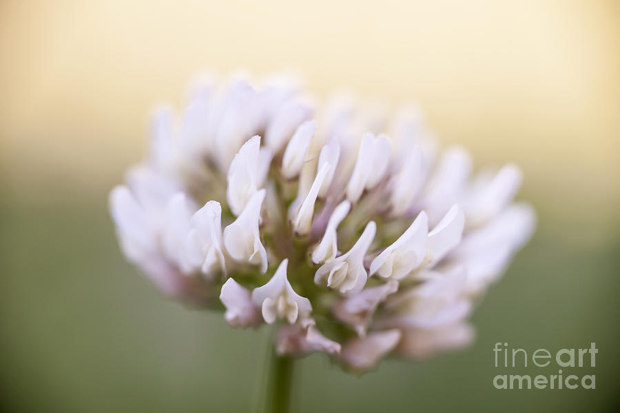 Flower Photograph - Clover flower closeup by Elena Elisseeva