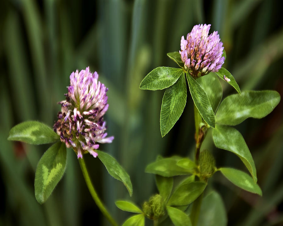 Clover Photograph by Helen Roach | Fine Art America