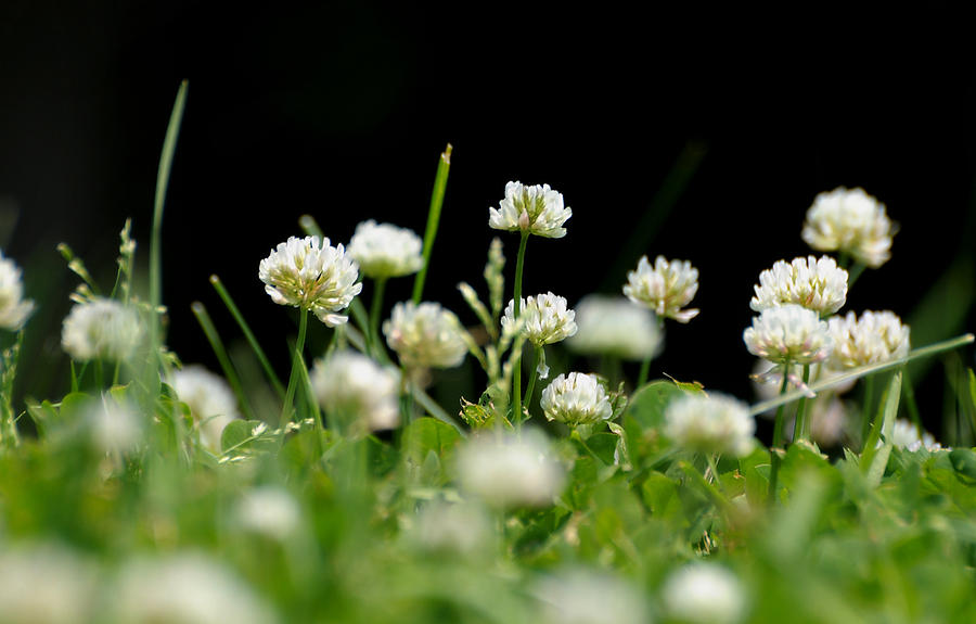 Clover in the Grass Photograph by Diana Angstadt