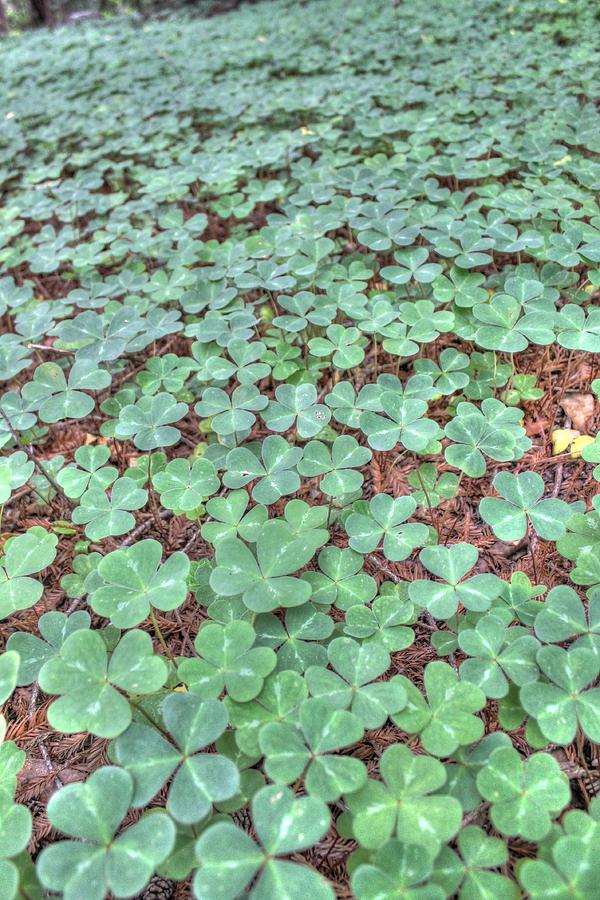 Clover Photograph by Jane Linders