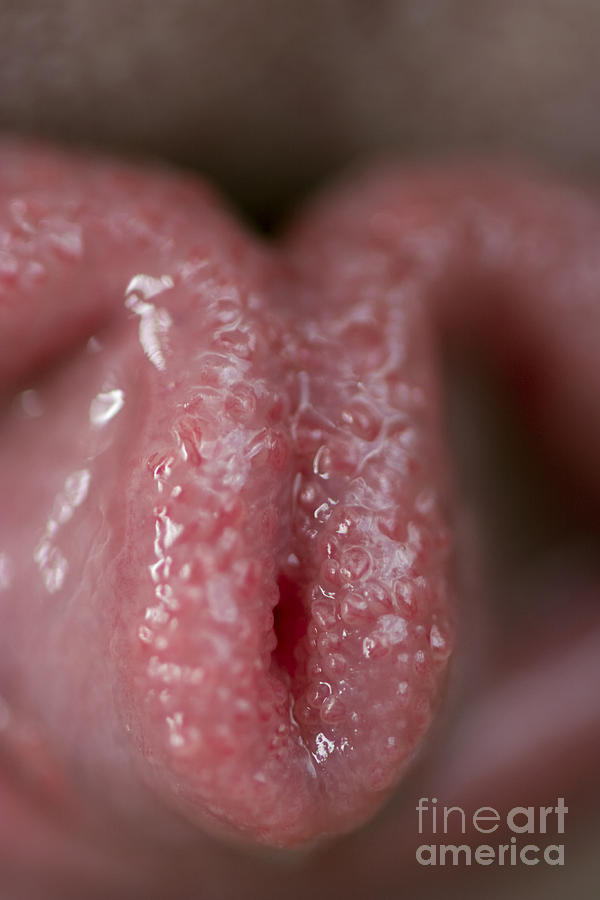 Clover-shaped Tongue Photograph by Paul Whitten