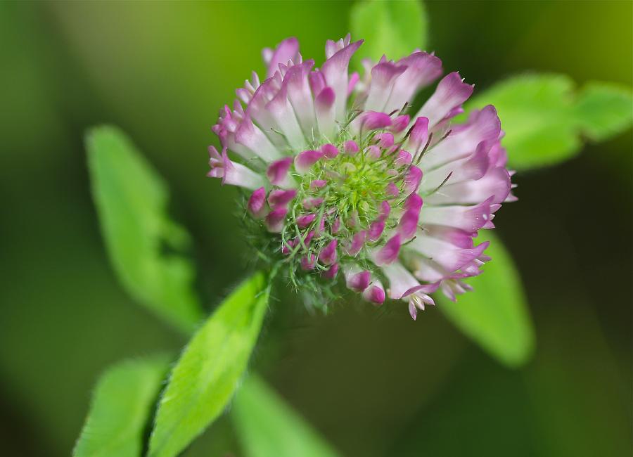 Clover Photograph by Tracy Male
