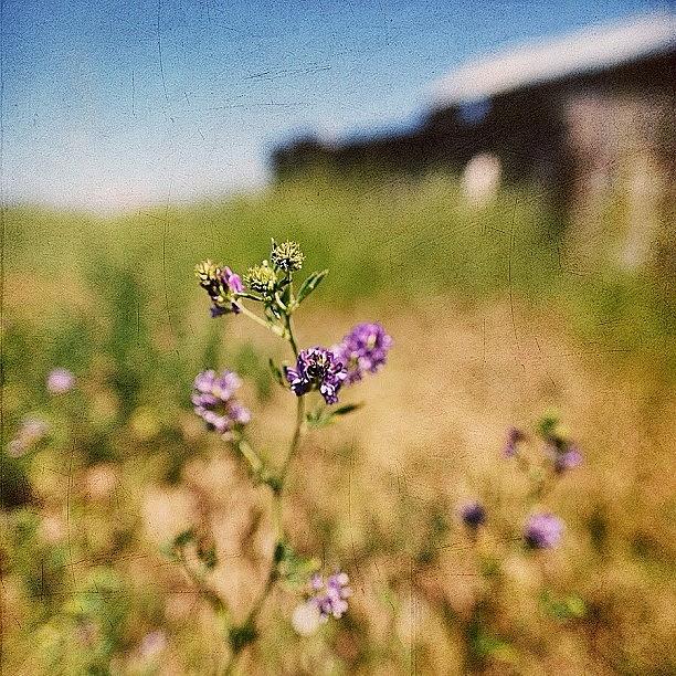 Flower Photograph - Clovers Blooming In Front Of Old Barn by Cristi Bastian