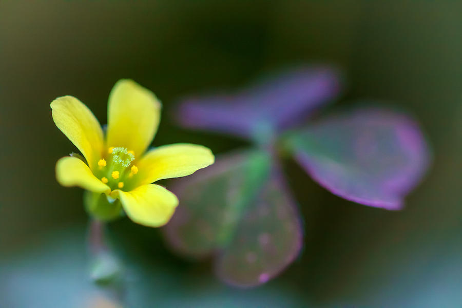 Clovers Blossom Photograph by Jonathan Nguyen