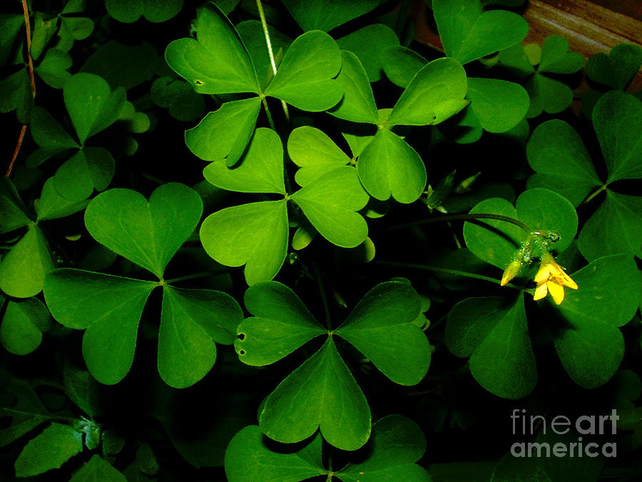 Holiday Photograph - Clovers by Tanya Hamell