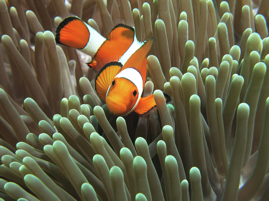 Clown Anemonefish Photograph by Photographed By Randi Ang