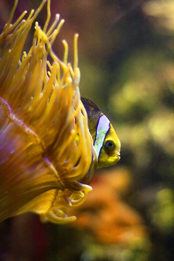Clown Fish and Anemone Photograph by Angela Rath