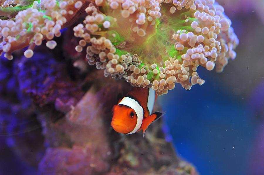 Clown Fish Hiding In The Coral Photograph by Puzzles Shum - Fine Art ...