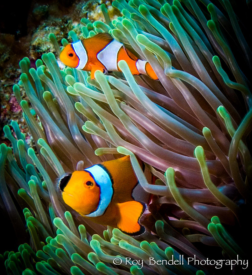 Clown fish in Racha Yai Island Photograph by Roy Bendell | Pixels