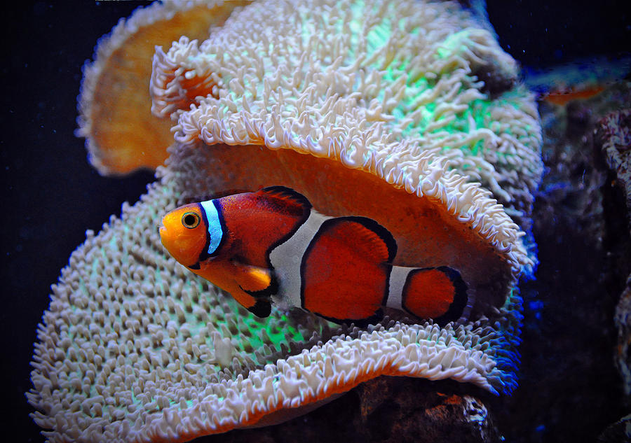 Clown Fish Photograph by Savannah Gibbs