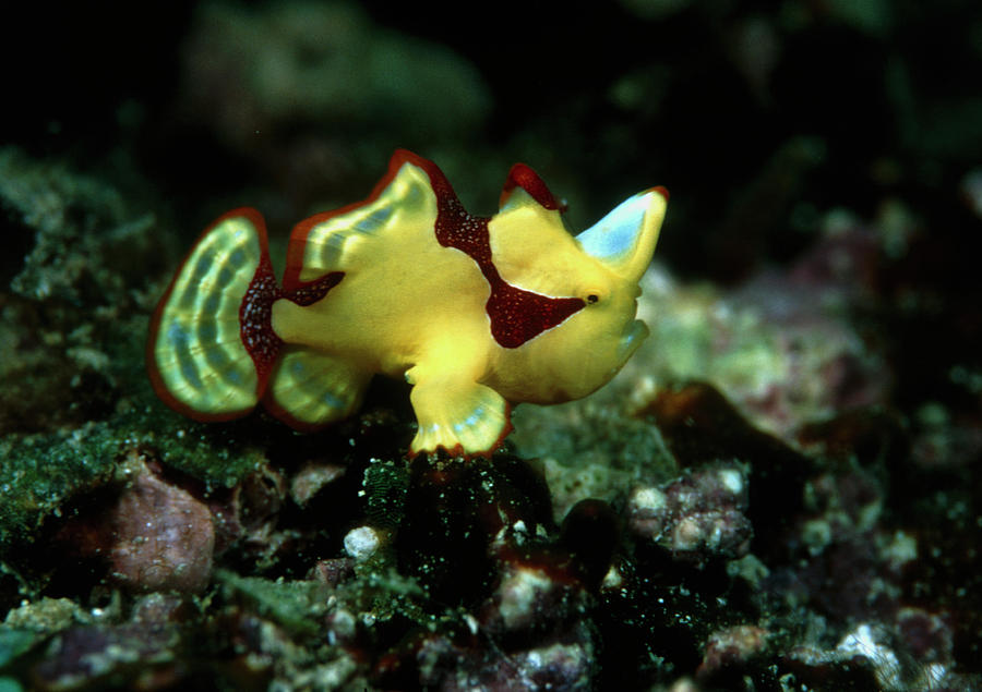 Clown Frogfish Photograph by Matthew Oldfield/science Photo Library