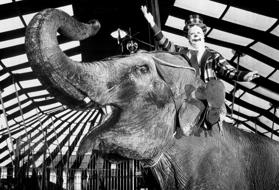 Clown gets elephant ride Photograph by Retro Images Archive