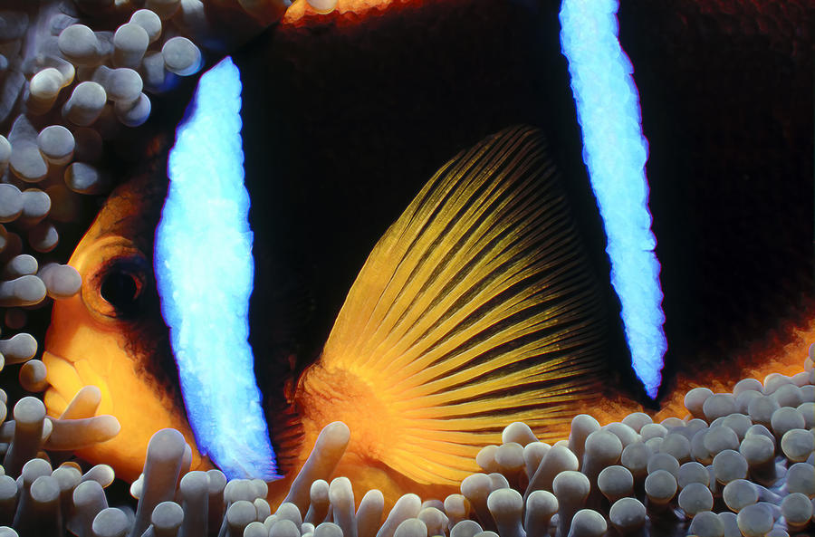 Fish Photograph - Clownfish 1 by Dawn Eshelman