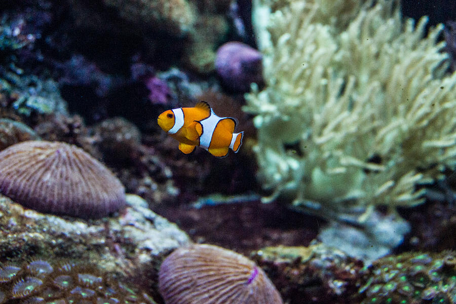 Clownfish 1 Photograph by Douglas Barnett