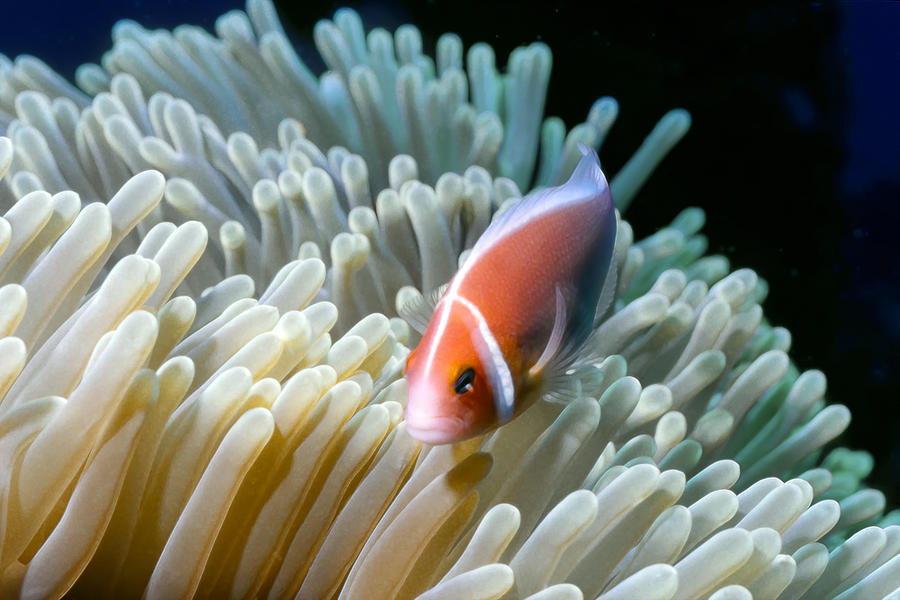 Clownfish 9 Photograph by Dawn Eshelman