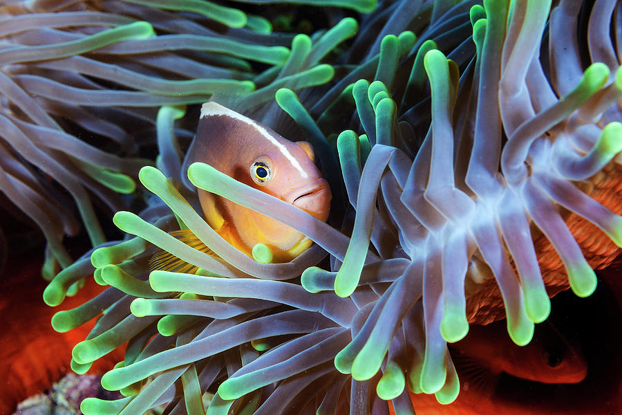 Clownfish Photograph by Barathieu Gabriel