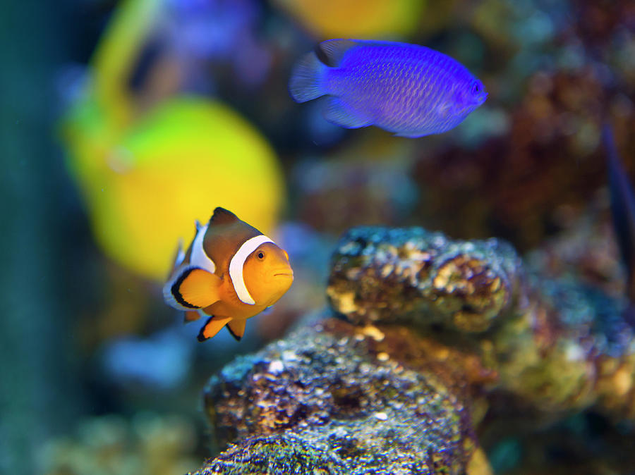 Clownfish Photograph by Digipub