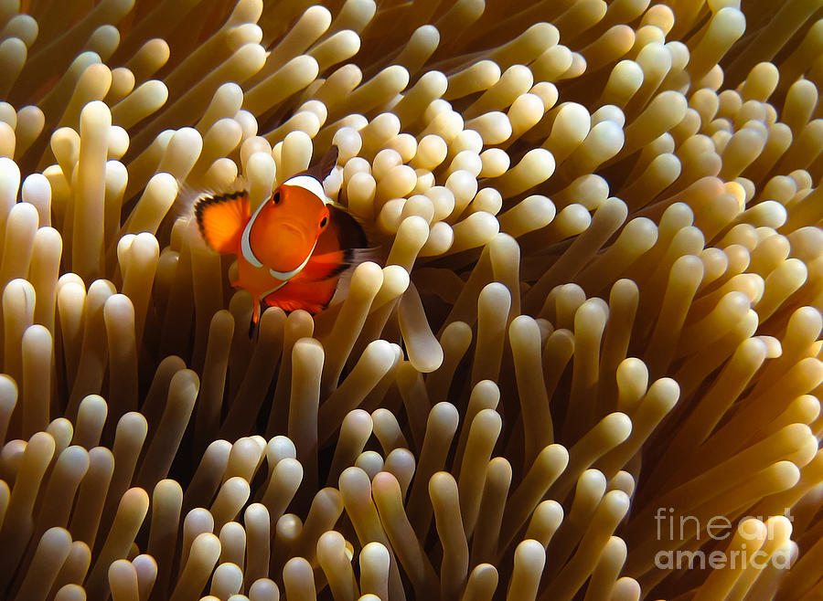 Fish Photograph - Clownfish hiding in Coral garden by Fototrav Print