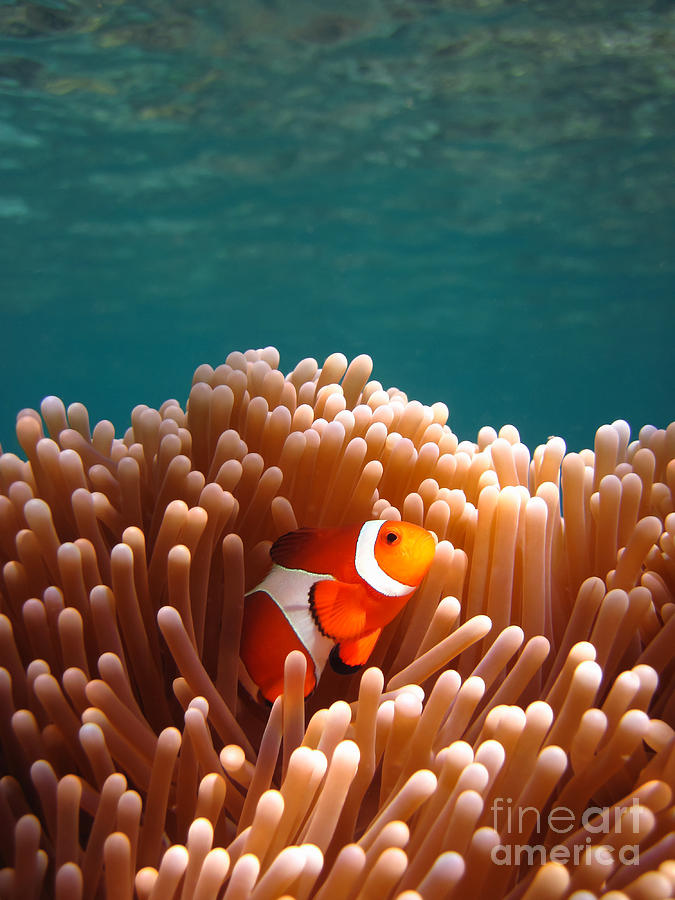 Fish Photograph - Clownfish in Coral garden by Fototrav Print